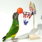 basket ball